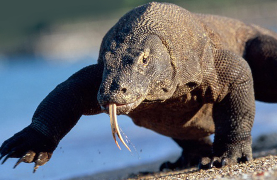 tarot.ideazunlimited.net.komodo dragaon